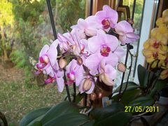 Immagine profilo di orchidea248